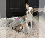 Small #5 Chihuahua