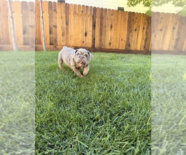 Medium Photo #3 Bulldog Puppy For Sale in MERCED, CA, USA