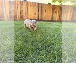 Litter of 4 - Male(s) and Female(s) BulldogLitter of Puppies for Sale - Photo #3