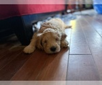 Puppy Vidia Goldendoodle