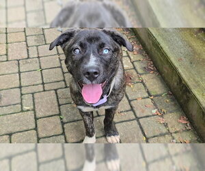 Mutt Dogs for adoption in Plainfield, IL, USA