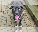 Small Mutt