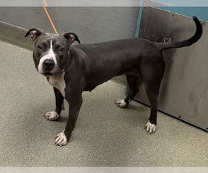 American Pit Bull Terrier-Unknown Mix Dogs for adoption in Las Vegas, NV, USA