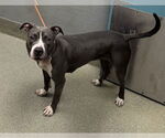 Small American Pit Bull Terrier Mix