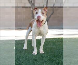 Mutt Dogs for adoption in Las Vegas, NV, USA