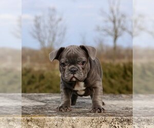 French Bulldog Puppy for sale in METUCHEN, NJ, USA