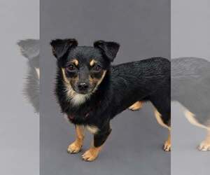 Chihuahua-Unknown Mix Dogs for adoption in Mukwonago, WI, USA