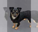 Mojo Jojo - Male Chihuahua-Unknown Mix Dog for Adoption - Small photo