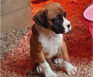 Boxer Puppy for Sale in WAYNESBORO, Tennessee USA