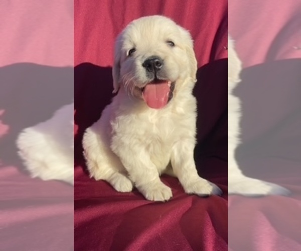 Medium Photo #1 Golden Retriever Puppy For Sale in SANTA ANA, CA, USA