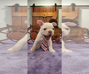French Bulldog Puppy for sale in YANTIS, TX, USA