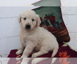 English Cream Golden Retriever Puppy for sale in SHILOH, OH, USA