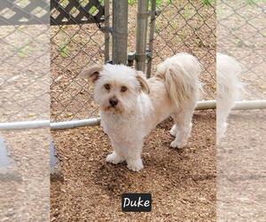 Shih Tzu-Unknown Mix Dogs for adoption in Granbury, TX, USA