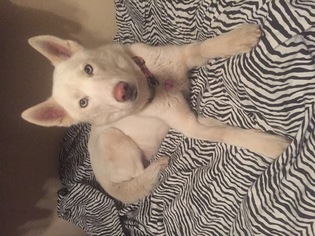 Mother of the Siberian Husky puppies born on 02/12/2018