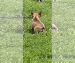 Small Photo #4 French Bulldog Puppy For Sale in SIOUX FALLS, SD, USA