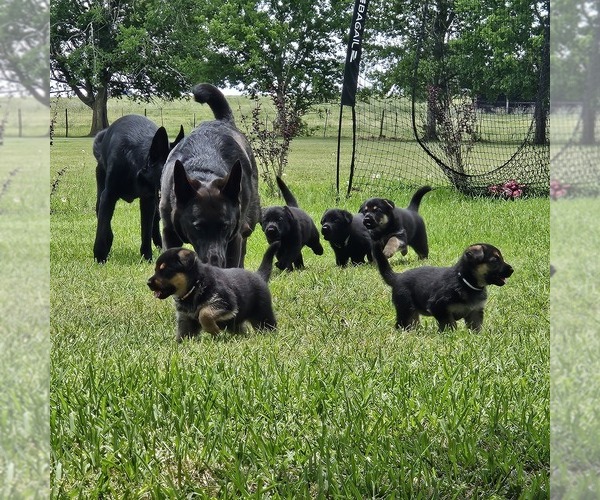 Medium Photo #1 German Shepherd Dog Puppy For Sale in NAVASOTA, TX, USA