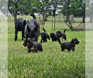 German Shepherd Dog Puppy for sale in NAVASOTA, TX, USA