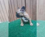 Small Photo #2 French Bulldog Puppy For Sale in ADAMS CITY, CO, USA