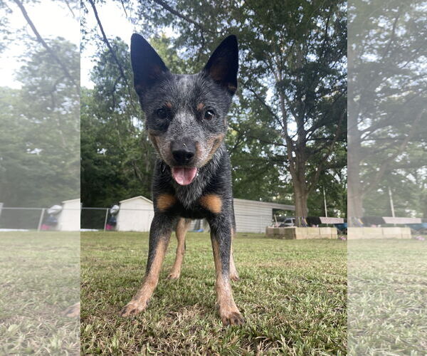 Medium Photo #1 Mutt Puppy For Sale in Garden City, NY, USA