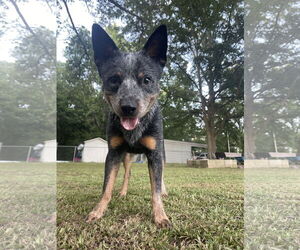 Mutt Dogs for adoption in Garden City, NY, USA