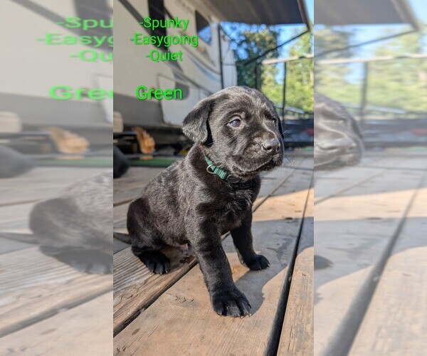 Medium Photo #2 Labrador Retriever Puppy For Sale in PIONEER, CA, USA