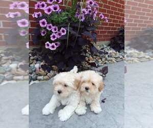 Poodle (Standard)-Shih-Poo Mix Puppy for sale in GRABILL, IN, USA