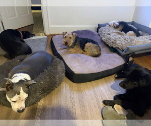 Tally - Female Border Collie-Unknown Mix Dog for Adoption - Photo #7