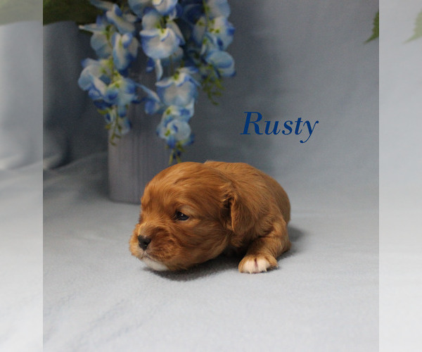 Medium Photo #7 Cavalier King Charles Spaniel Puppy For Sale in CHANUTE, KS, USA
