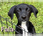 Small #6 Labrador Retriever Mix