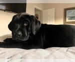 Small #8 Golden Labrador