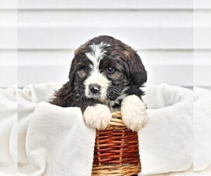 Bernedoodle Puppy for sale in CHAMBERSBURG, PA, USA