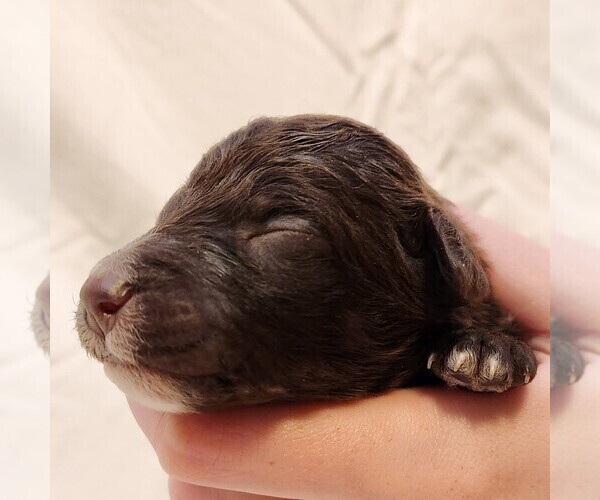 Medium Photo #3 F2 Aussiedoodle Puppy For Sale in COLUMBIA, TN, USA