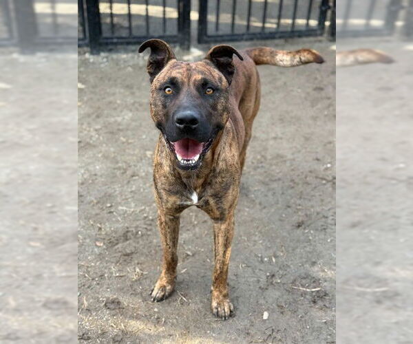 Medium Photo #1 Mutt Puppy For Sale in Riverside, CA, USA