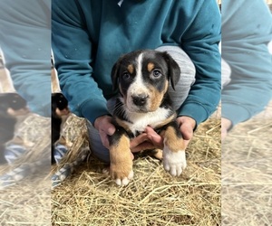 Greater Swiss Mountain Dog Puppy for sale in JACKSONVILLE, OR, USA