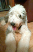 Small Photo #1 Sheepadoodle Puppy For Sale in FLINT, TX, USA