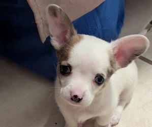 Medium Chihuahua