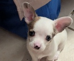 Puppy Sonno Chihuahua