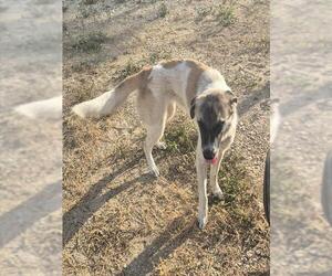 Great Pyrenees Dogs for adoption in San Antonio, TX, USA