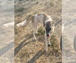 GRETTA - Female Great Pyrenees Dog for Adoption - Small photo