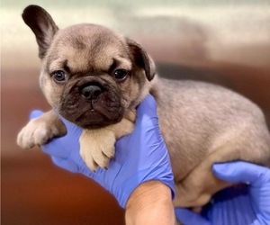 French Bulldog Puppy for sale in ANAHEIM, CA, USA