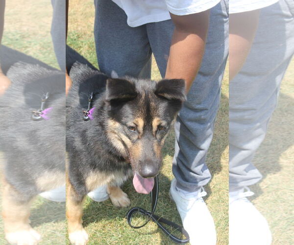 Medium Photo #2 Chow Chow-Unknown Mix Puppy For Sale in Darlington, MD, USA