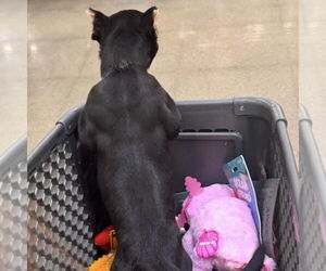 Quorra - Female American Pit Bull Terrier-Unknown Mix Dog for Adoption - Photo #5