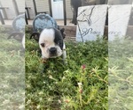 Small #9 Boston Terrier