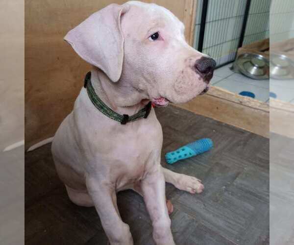 Medium Photo #15 Dogo Argentino Puppy For Sale in MIAMI, FL, USA