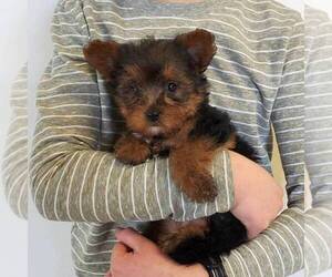 YorkiePoo Puppy for sale in ROBESONIA, PA, USA