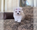 Small #2 Maltese