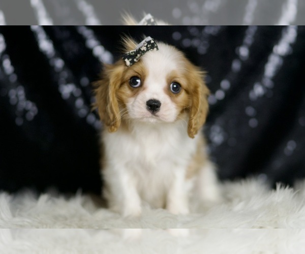 Medium Photo #5 Cavalier King Charles Spaniel Puppy For Sale in WARSAW, IN, USA