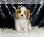 Small #4 Cavalier King Charles Spaniel