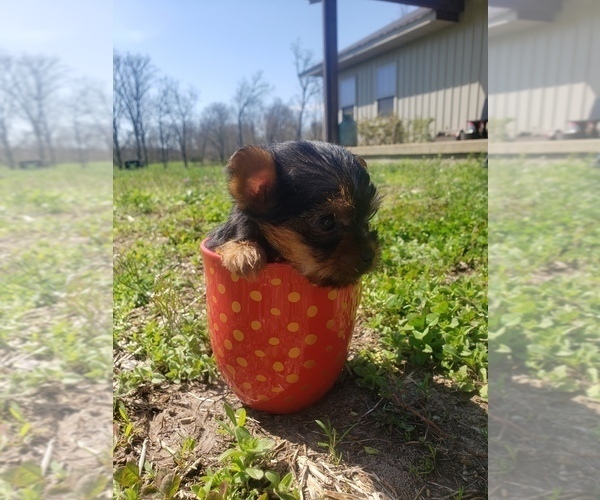 Medium Photo #3 Yorkshire Terrier Puppy For Sale in MOUNTAIN GROVE, MO, USA