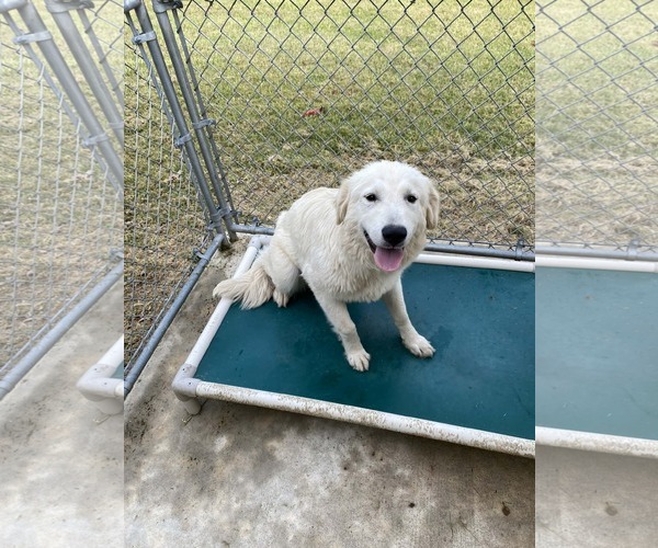 Medium Photo #3 Great Pyrenees-Unknown Mix Puppy For Sale in Croydon, NH, USA